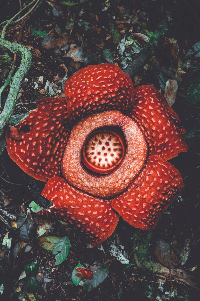 no people, flower, food, exotic, marine, close-up, red, mushroom, monster flower, 5K, growth, land, fruit, beauty in nature, strawberry, field, plant