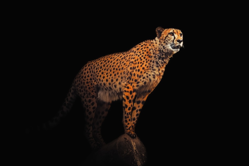 trendy, wild, side view, black background, cheetah, leopard, backdrop, vertebrate, carnivore, copy space, decor, exotic, safari, 5K, africa, animals in the wild