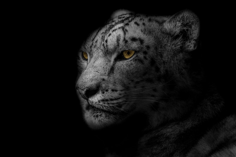 animal themes, animal body part, profile view, nature, africa, looking, design, zoo, fur, vertebrate, graphic, pets, indoors, decorative, feline, jungle