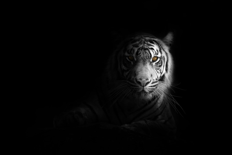 black, jungle, animal themes, animal eye, animal head, animal body part, one animal, beautiful, dark, copy space, cat, black background, nature, backdrop