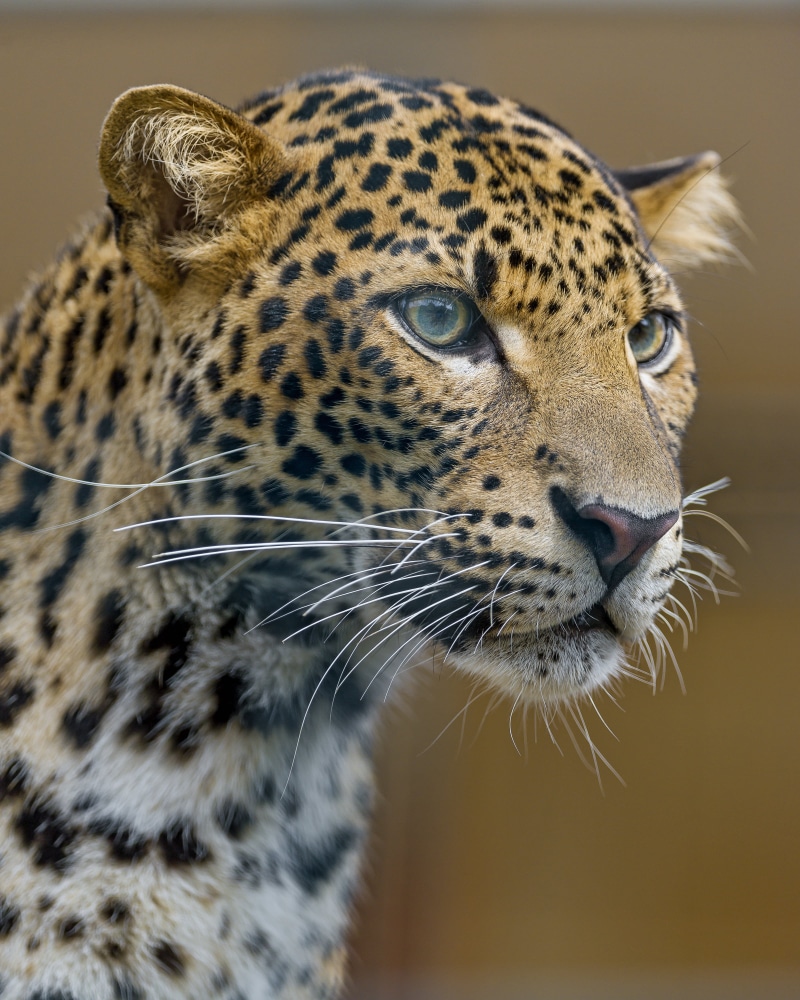 undomesticated Cat, Jaguar, africa, berlin, animals In The Wild, wildlife, zoo, safari Animals, tierpark, nature, closeup, animal, nikon  d4, Portrait