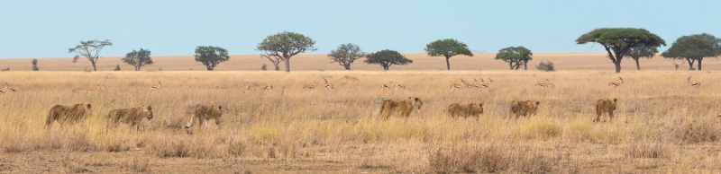 animals, africa, field, pride, group of animals, panorama, animals in the wild, tree, panoramic, animal, outdoors, brown, no people, scenics - nature, desert