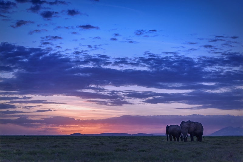 safari Animals, animals, Amboseli National Park, park, mammal, two, 5K, nature, East Africa, dramatic, Elephants, African, field, in the wild, elephant