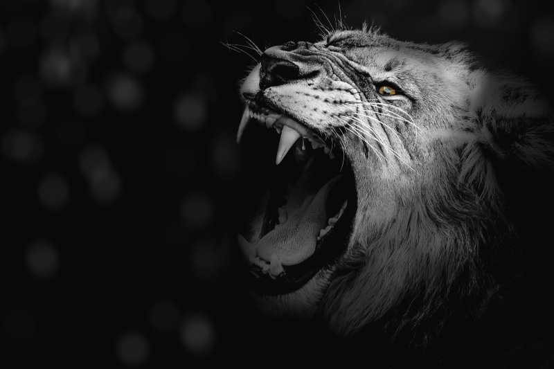 animal teeth, art, carnivora, portrait, predator, animal, big cat, black background, aggression, vertebrate, african, dangerous, 5K, safari, roaring, beast