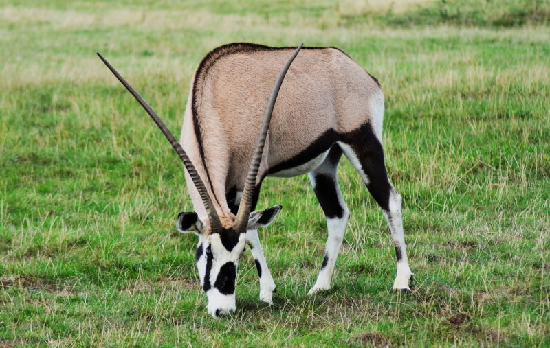animal themes, graze, wild, livestock, wildlife, african, gemsbok, scimitar, africa, eat, field, one animal, grazing, flora, fauna, agriculture, grass