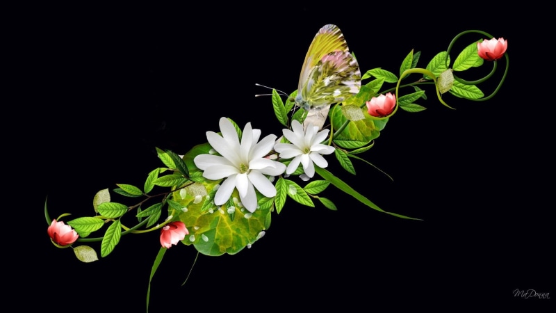 leaves, flowers, spring, 3d and abstract, butterfly, swag, green vine, black, firefox persona, summer, 1080P