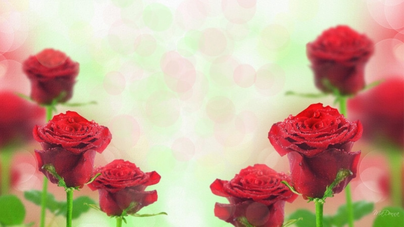bokeh, flowers, anniversary, 1080P, rain, roses, valentines day, 3d and abs, red, love, firefox persona, rose, leaves