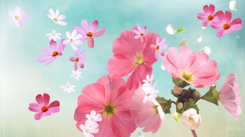 summer, white, spring, wonders, petals, scattering, flowers, 3d and abstract, firefox persona, 1080P, pink floral