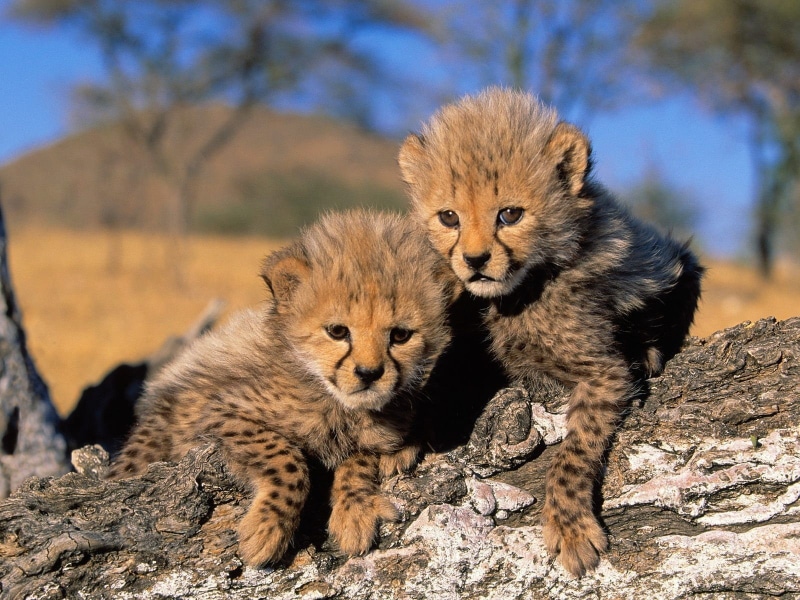 nature, landscape, baby animals, Africa, cheetah, cheetahs, animals, 720P, cubs