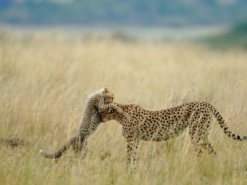 hunting, animal themes, mammal, undomesticated cat, side view, animals hunting, safari, spotted, profile view, big cat, grass, cubs, no people, cheetah