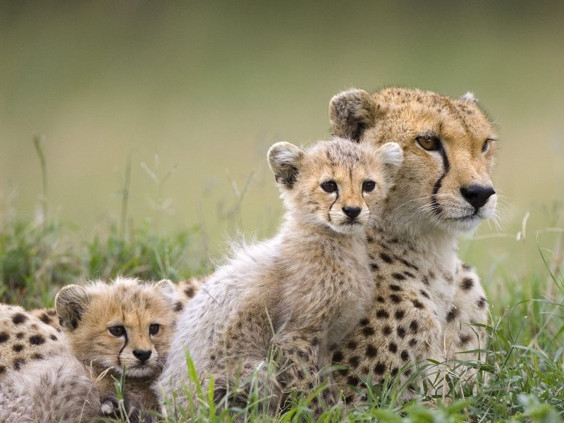looking at camera, two animals, plant, cheetah, group of animals, grass, mammal, cheetahs, animal, portrait, togetherness, cute, animal wildlife, animals in the wild