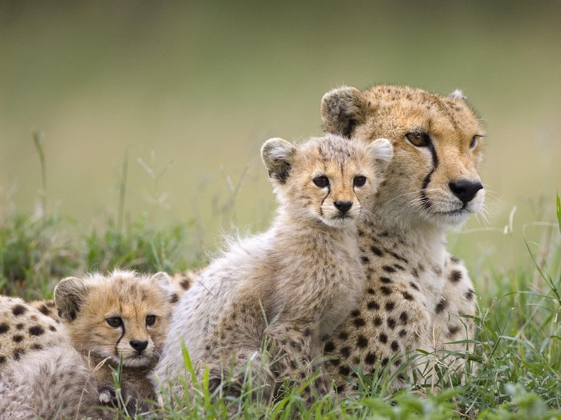 cubs, baby, cheetahs, 720P, animals