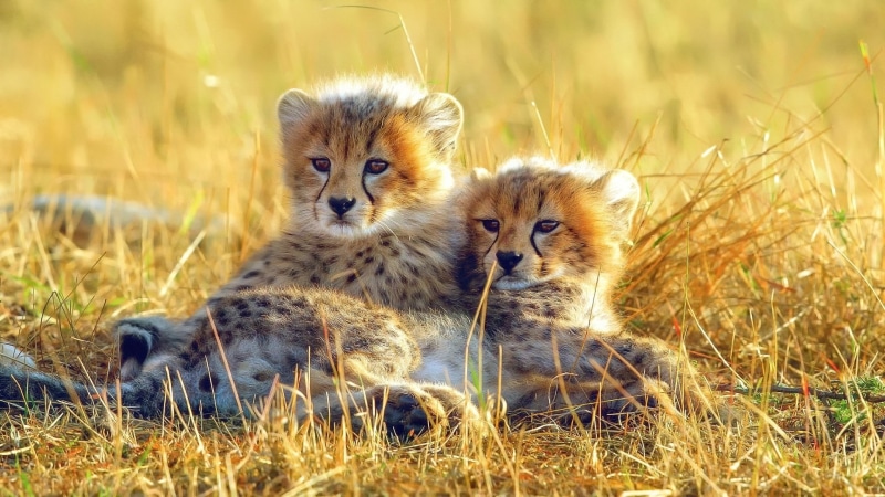 Baby Animal, animal, nature, Cheetah, portrait, young animal, vertebrate, Grass, animal themes, land, group of animals, field, Cats, looking at camera