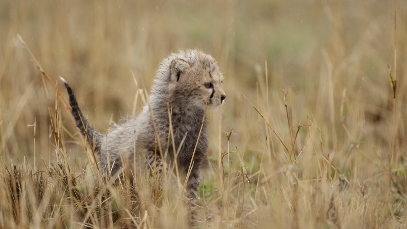 animal wildlife, whisker, animal, nature, selective focus, cheetah, day, cub, feline, mammal, field, vertebrate, grass, looking, one animal, 1080P, animals