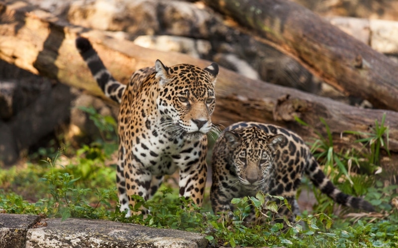 black, animal wildlife, brown, textile, carnivora, big cat, focus on foreground, leopard (animal), animal family, animal themes, mammal, nature, leopard