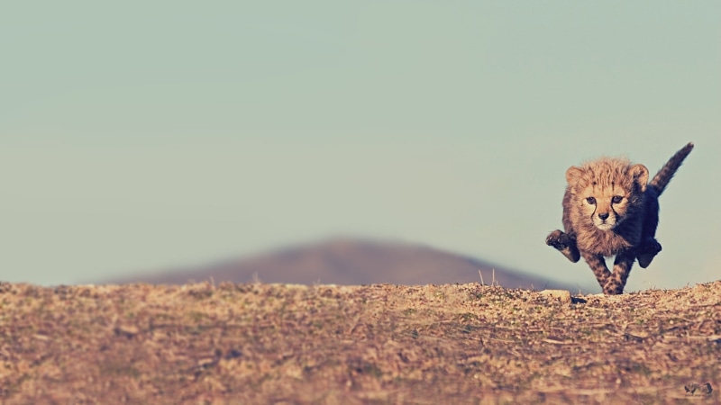 running, baby animals, cubs, cheetahs, nature, animals, 1080P