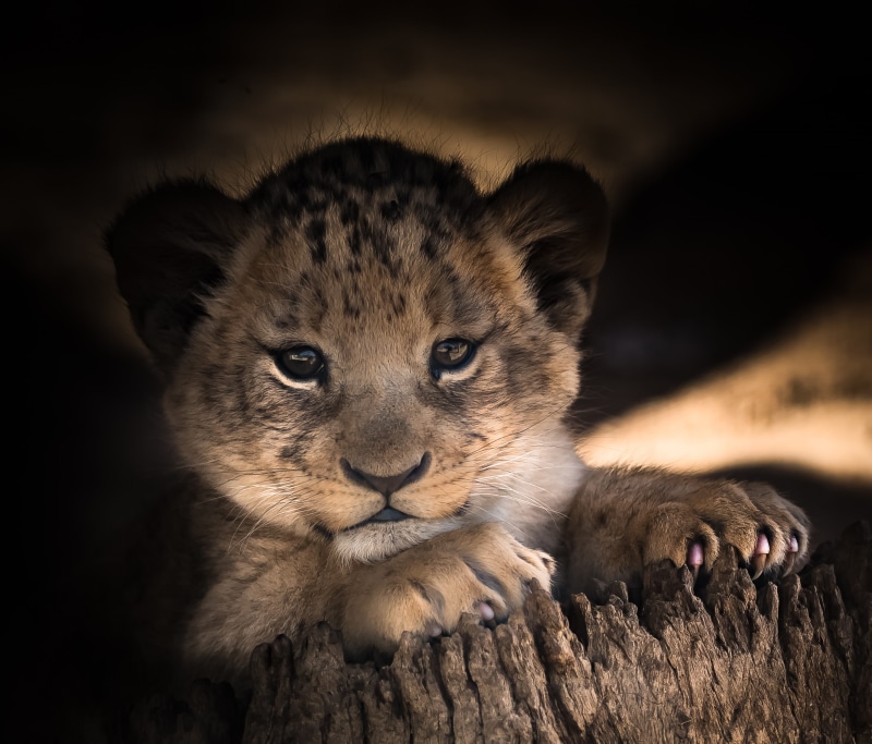 cub, mammal, one animal, animal, lion - feline, portrait, africa, cat, happy, close-up, 2K, stump, animal head, looking at camera, tree, laying, smile