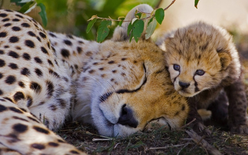 predator (Animal), Sleeping, 1080P, Baby Animal, Wildlife, Big Cat, Cheetah, Cats, Cub