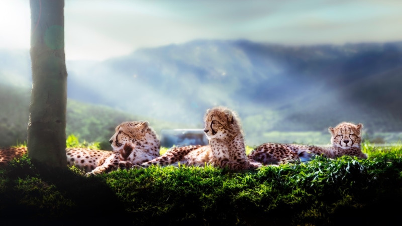 animal, big cat, outdoors, day, cat, 2K, animal family, no people, animals, cubs, plant, feline, two animals, brown, cheetah, black, mammal, three, young animal