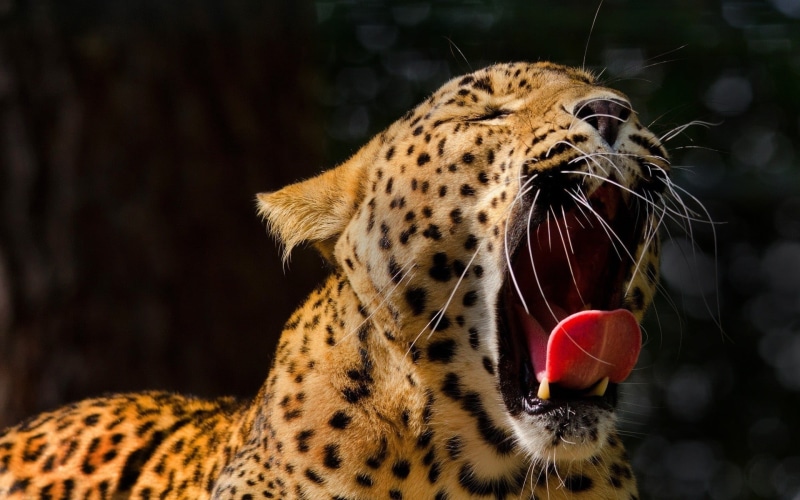 focus on foreground, animal themes, mouth open, big cat, aggression, animal tongue, mouth, print, leopard (animal), animal wildlife, textile, undomesticated cat