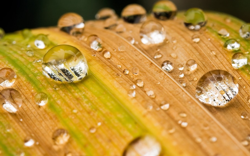 food and drink, wet, nature, environment, drop, plant, backgrounds, beauty In Nature, 1080P, wood - material, leaves, water drops, liquid, purity, summer
