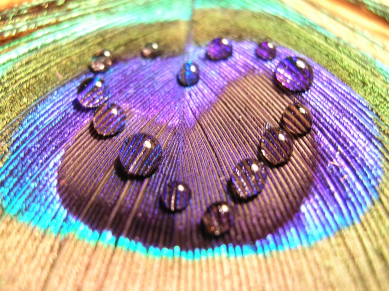 abstract, vibrant Color, illuminated, wood - material, shiny, science, ornate, pattern, colorful, extreme close-up, multicolored, textured, indoors, feather