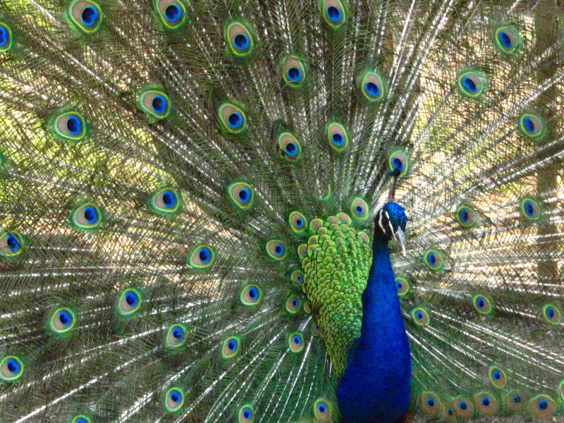 beauty, Beautiful, blue, elegance, 4K, tail, beauty In Nature, multi Colored, exclusive license, sanctuary, animal, NPC, conservancy, Peacocks, feather