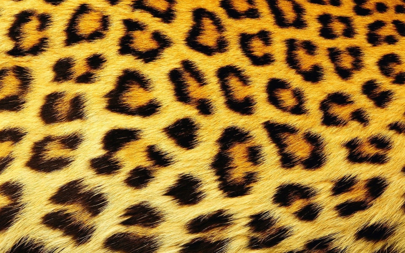 one animal, animal body part, safari Animals, backgrounds, black Color, 1080P, yellow, animals In The Wild, camouflage, africa, abstract, full frame, natural pattern