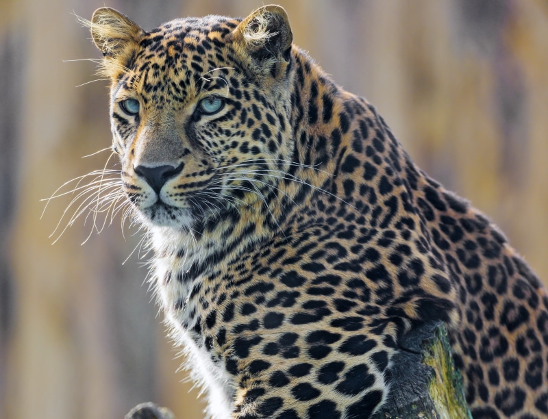 no people, animal markings, undomesticated cat, animal wildlife, leopard (animal), focus on foreground, print, carnivora, outdoors, animals in the wild