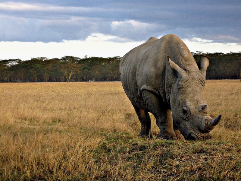daytime, plain, kenya, green grass, large, nature, grass, mammal, nakuru, savannah, rhinoceros, wildlife Reserve, Rhino, horned, green, safari Animals