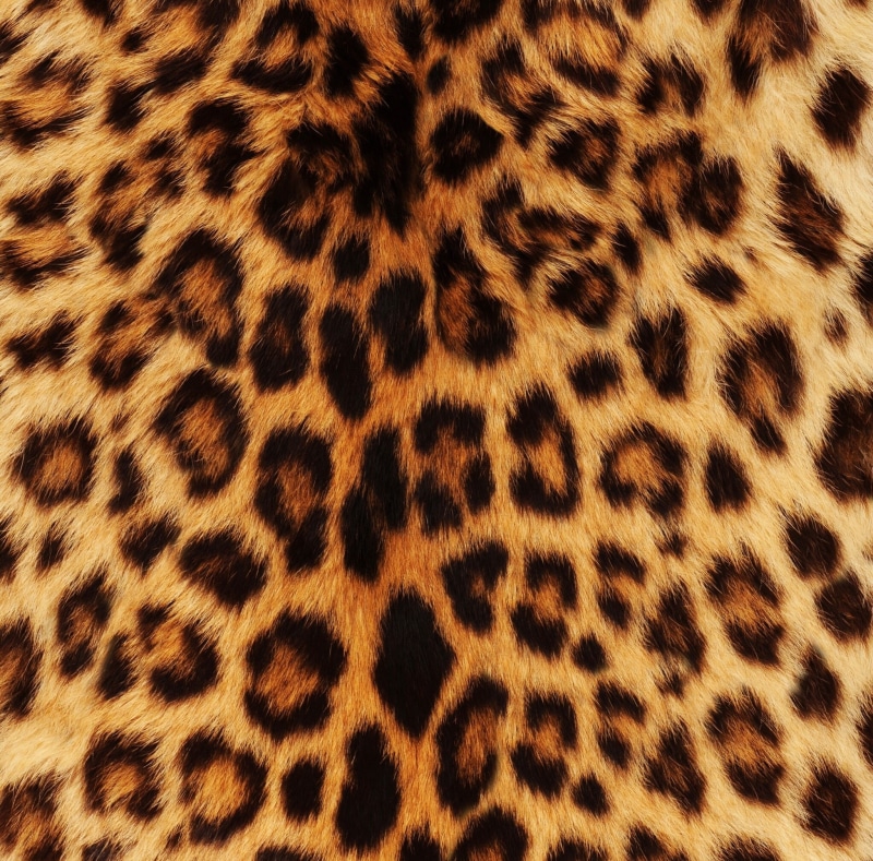 cheetah, big cat, animals in the wild, feline, no people, full frame, brown, cat, 1080P, black, one animal, undomesticated cat, leopard fur, Patterns