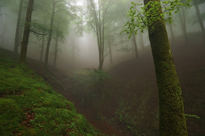 plant, fog, outdoors, environment, tranquility, woodland, hazy, mist, day, trunk, land, rain, scenics - nature, beauty in nature, tree trunk, green color