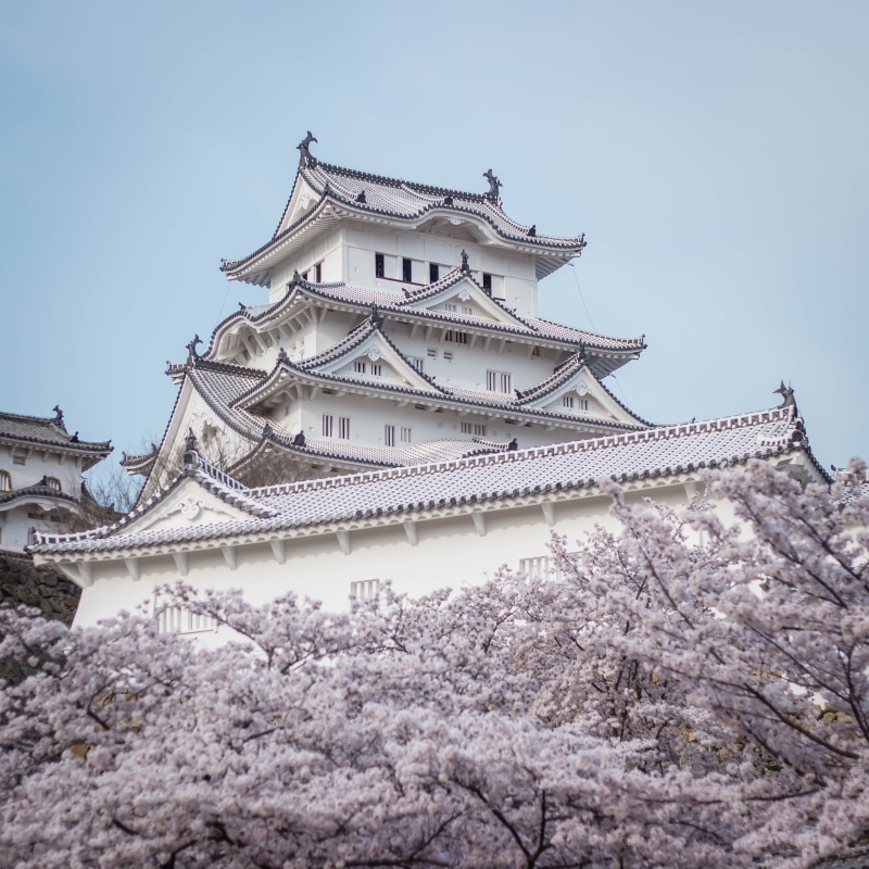 religion, japan, tree, built structure, belief, Himeji Castle, 2K, flower, tourist attraction, photo, day, spirituality, growth, castle, cherry blossoms