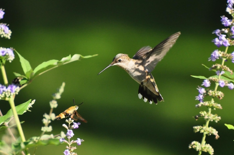 hovering, selective, hummingbird moth, insect, eyeball, 1080P, bird, moth, flying, ruby throat, photo, near, animal, humming bird, humming, hummingbird