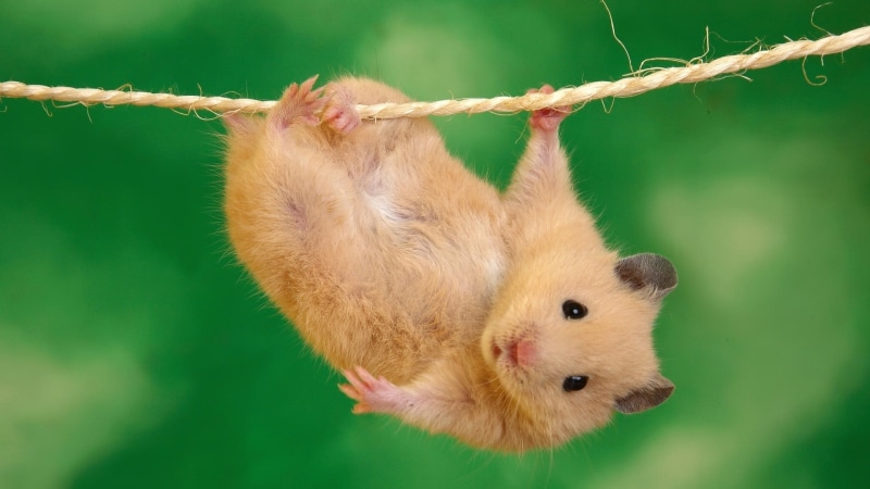 1080P, chinchilla, Rat, Rope, brown, Small, Pet