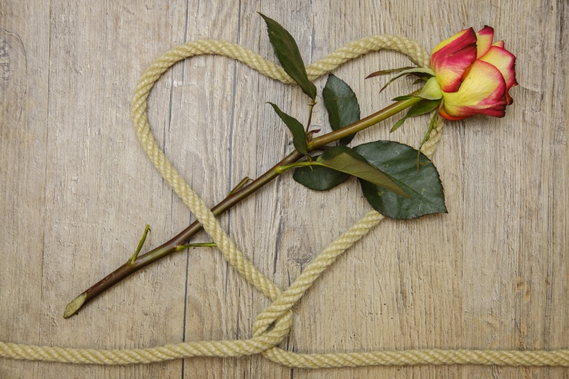 leaf, leaves, wellbeing, plant, heart, mothers day, connected, valentines day, wedding day, blossom, connection, love, affection, indoors, invitation, red