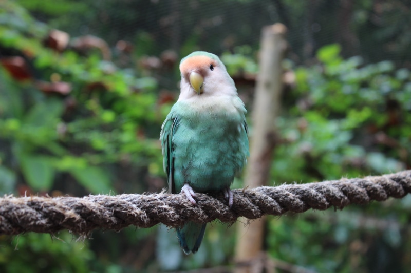 green, macro, wildlife, macrophotography, nature, rope, parakeet, beak, outdoors, jamaica, white, near, 2K, cruise, trees, Lovebird, caribbean, Bird, feather