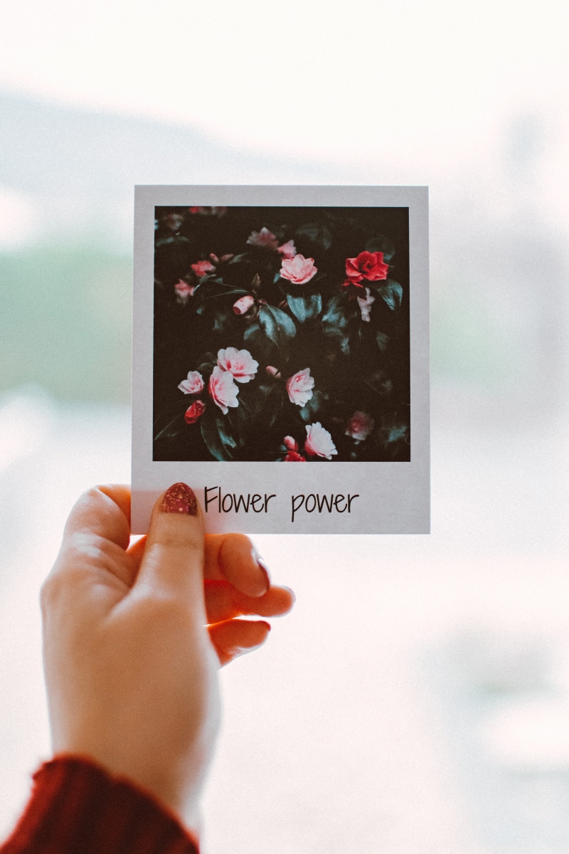 flower head, nature, unrecognizable person, polaroid, human body part, 5K, body part, flower, outdoors, blur, lifestyles, one person, hand, day, close-up