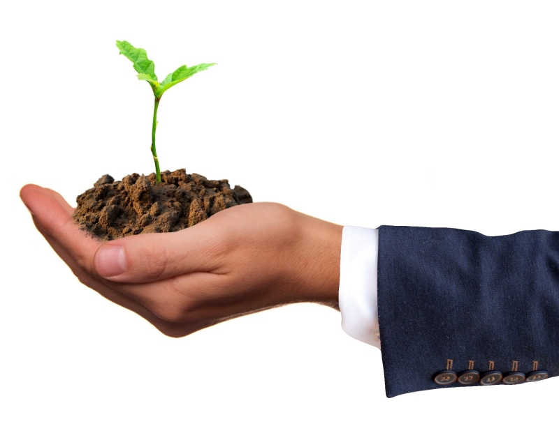 healthy, cultivation, garden, scion, leaf, seedling, live, beginnings, cut out, studio shot, sprout, business, germ leaves, grow, plant, hand stop, body part
