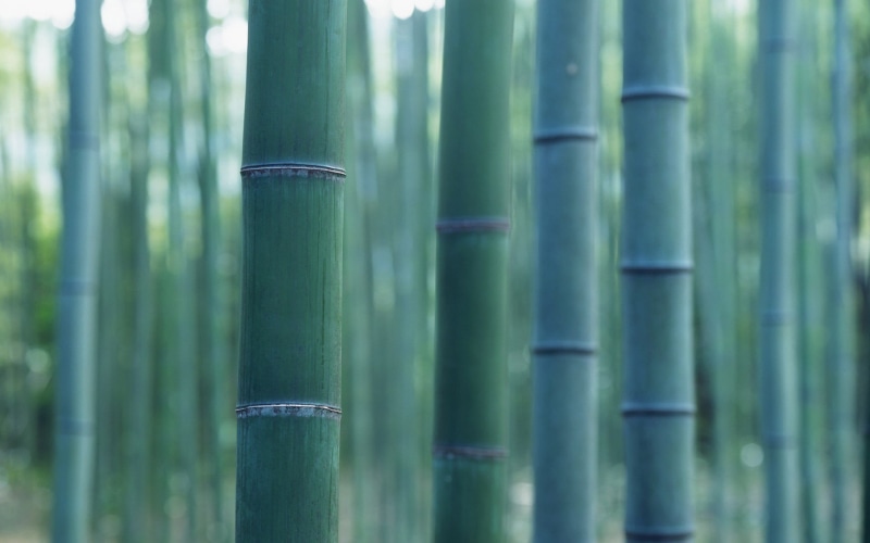 bamboo - plant, wood, forest, land, outdoors, tranquility, tree, green, 1080P, bamboo grove, beauty in nature, close-up, green color, plants, tree trunk