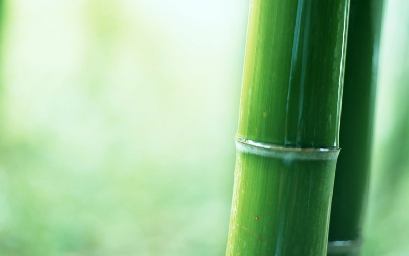 bamboo, close-up, green, day, focus on foreground, focus, plant part, nature, plants, plant, food and drink, 720P, still life, beauty in nature, no people