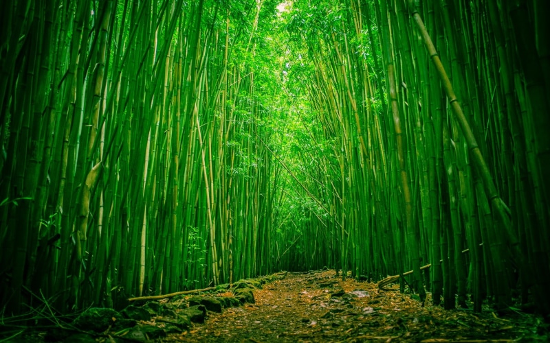 1080P, nature, hd, wood, forest, green, bamboo