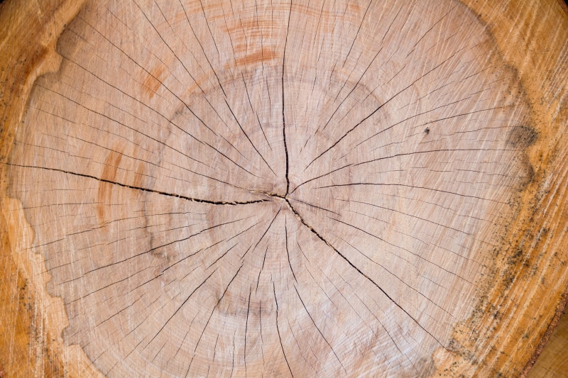 tree, crack, tree trunk, bark, concentric, tree texture, full frame, backgrounds, textured effect, plant, wooden pattern, cracked, tree log, wooden texture