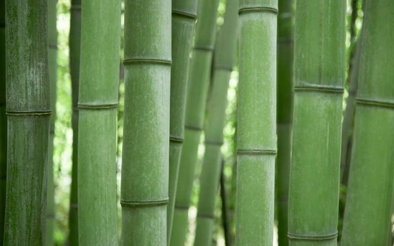 trees, bamboo, wood, 2K, green