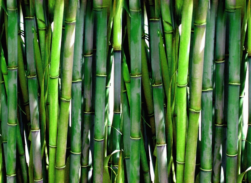 japanese, full frame, growth, bamboo - Plant, bamboo grove, vegetable, stem, branch, garden, retail display, food and drink, luck, wood, nature, bamboos
