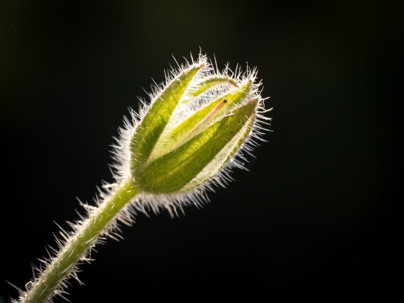 green, DN, macro, green plant, Panasonic Lumix G5, nature, freshness, growth, F2.8, Sigma, Luminous, plant, 1080P, green Color, close-up, leaf, 60mm, summer