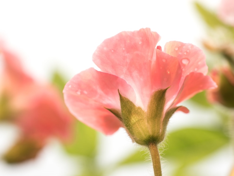 DN, close-up, flower Head, dewdrops, springtime, petal, macro photography, beauty In Nature, F2.8, pink, petaled, pink Color, 60mm, flower, nature, Geranium