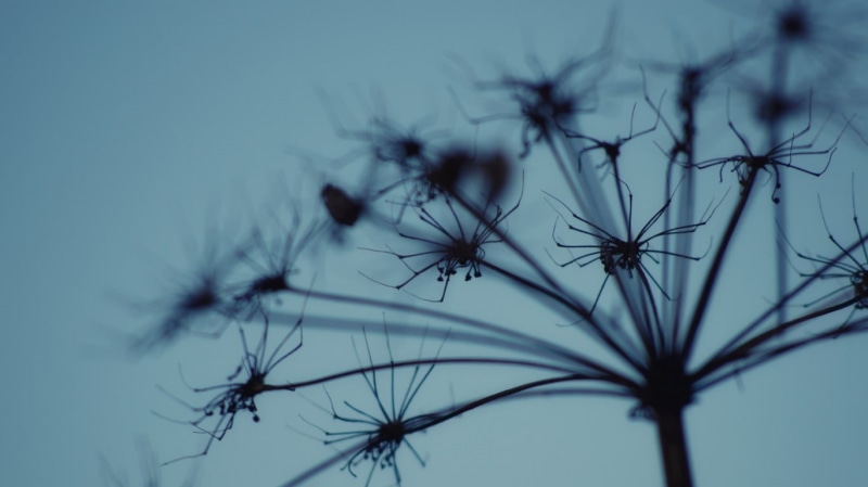 macro, flowering plant, black, sky, growth, metal, fragility, 720P, vulnerability, day, closeup, beauty in nature, dandelion, rack, flower, plants, focus on foreground