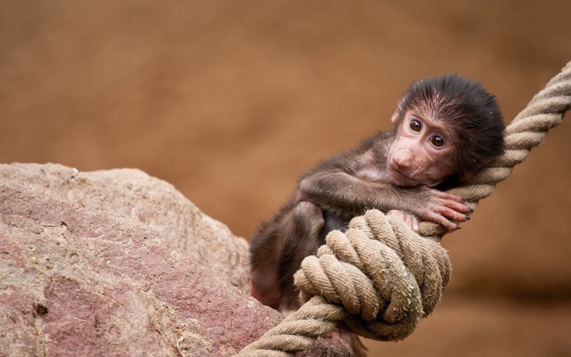 brown, Monkey, Rope, black, 1080P, Mini