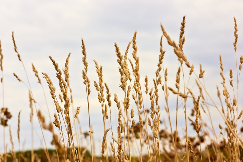 outdoors, rural Scene, crop, summer, agriculture, growth, sky, gold Colored, field, wheat, grains, sigma, 1080P, yellow, nature, rice, plant